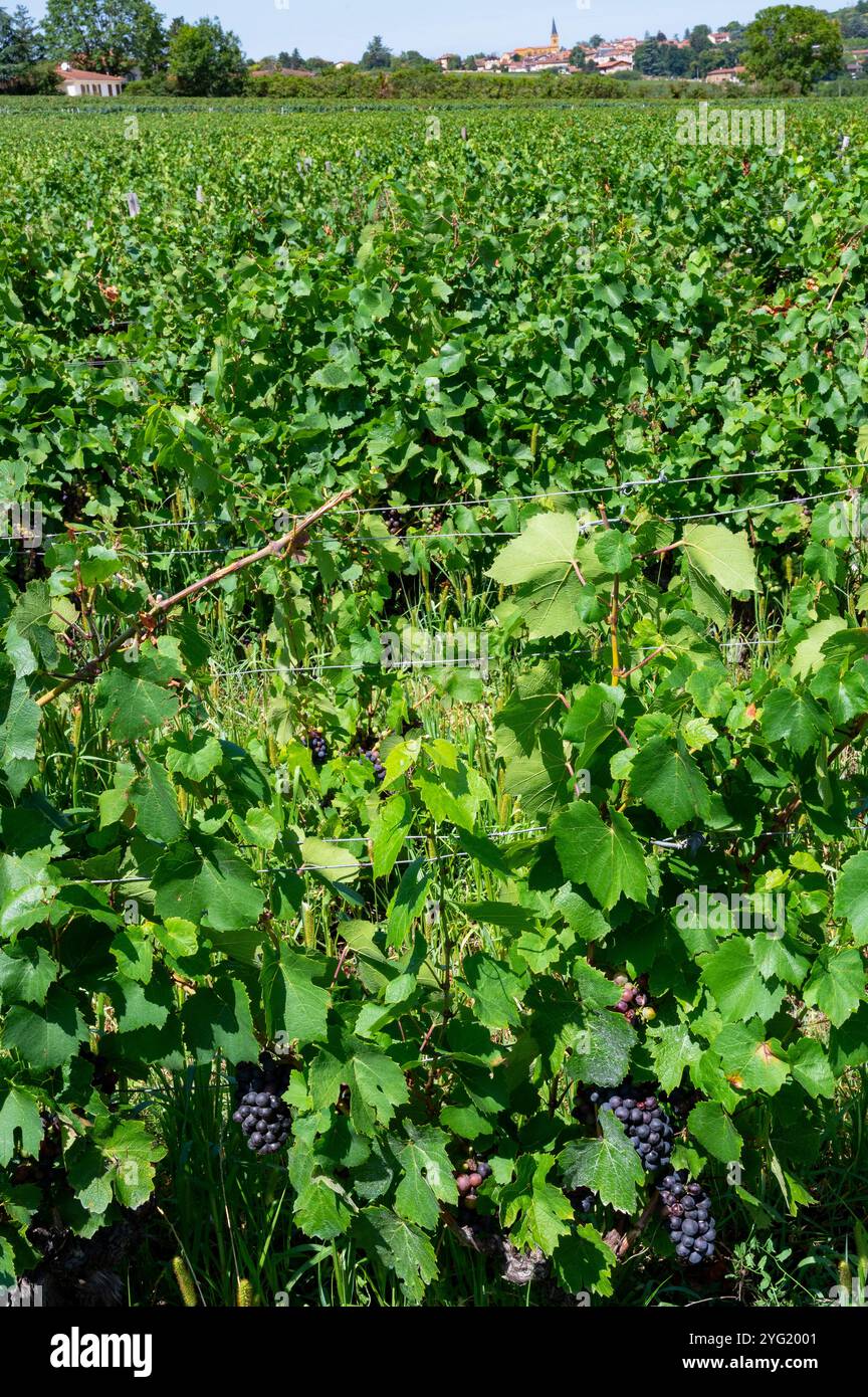 Le Gamay est le cépage emblématique de la région viticole AOP du Beaujolais en France Banque D'Images