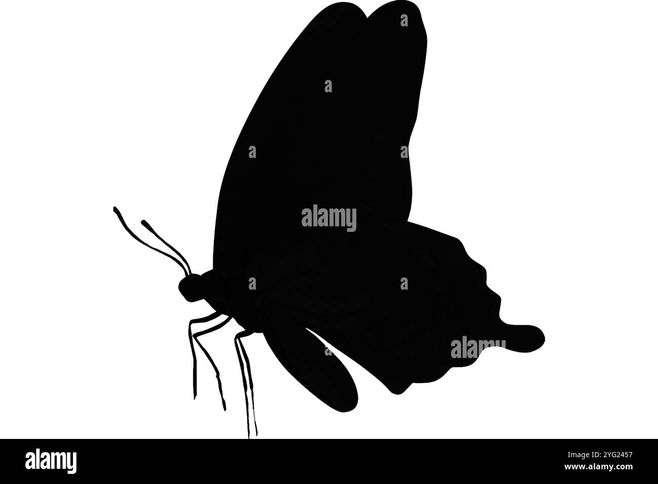 Illustration vectorielle de silhouette de papillon fond blanc Banque D'Images