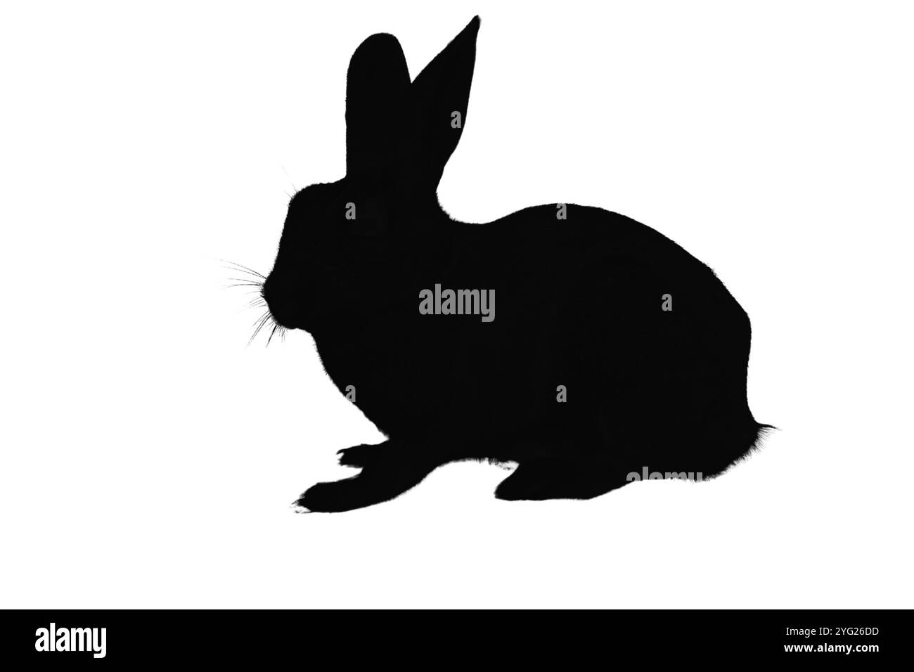 Ensemble silhouette de lapin. Symboles lapin. Silhouette de lièvre. Icône d'animal de ferme Banque D'Images