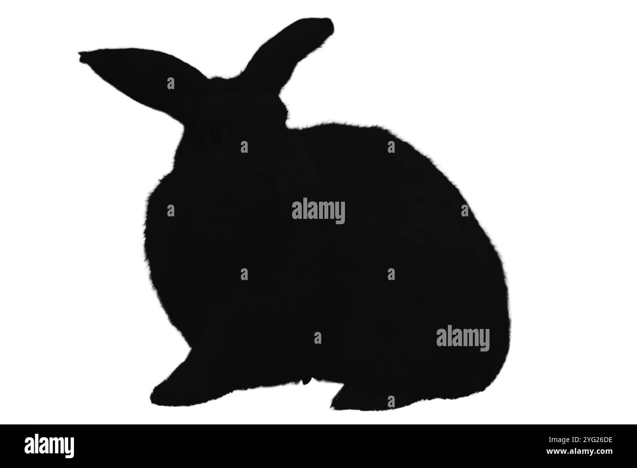Ensemble silhouette de lapin. Symboles lapin. Silhouette de lièvre. Icône d'animal de ferme Banque D'Images