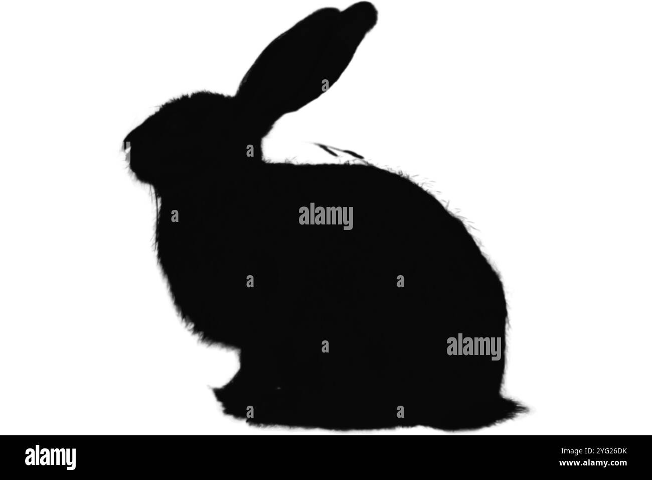 Ensemble silhouette de lapin. Symboles lapin. Silhouette de lièvre. Icône d'animal de ferme Banque D'Images