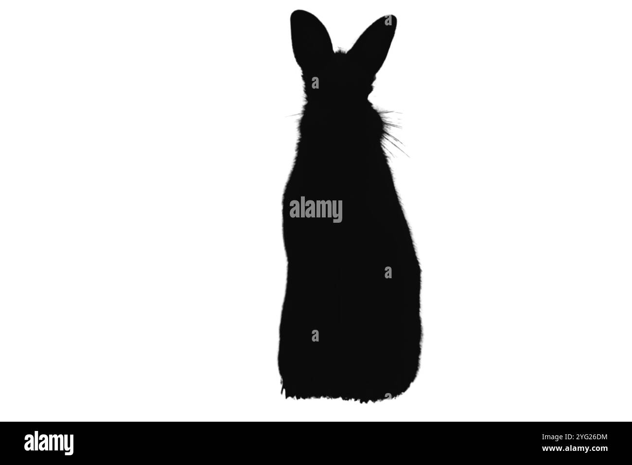 Ensemble silhouette de lapin. Symboles lapin. Silhouette de lièvre. Icône d'animal de ferme Banque D'Images