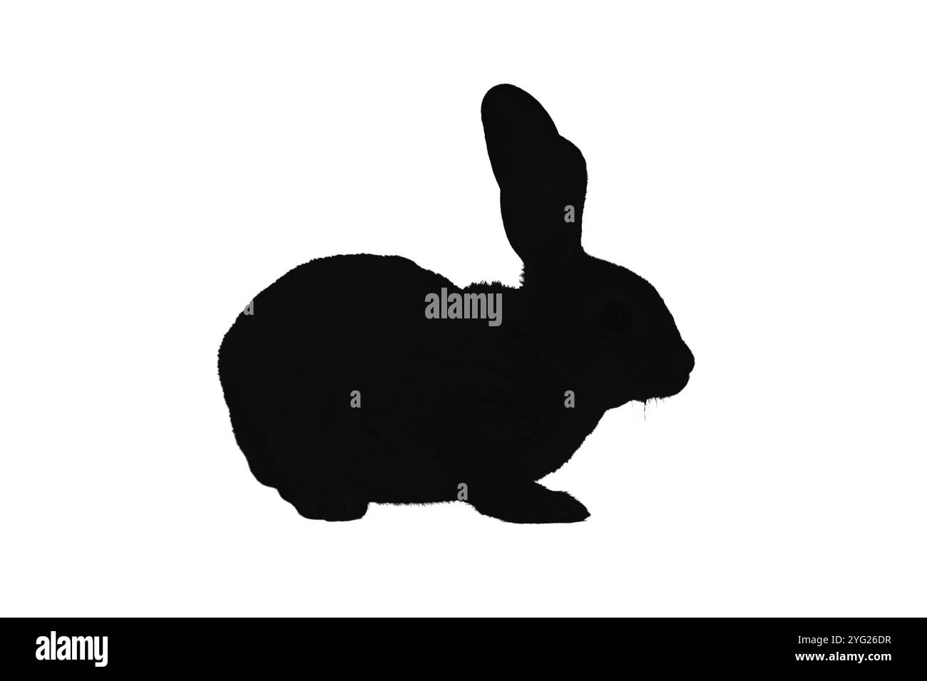 Ensemble silhouette de lapin. Symboles lapin. Silhouette de lièvre. Icône d'animal de ferme Banque D'Images