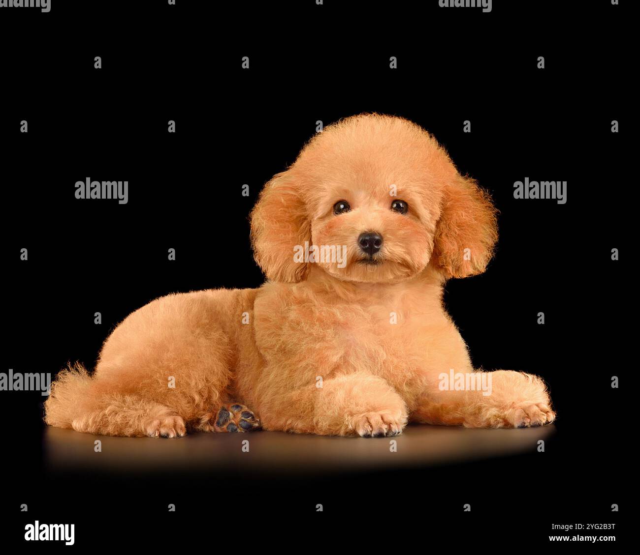 Petit chiot de caniche jouet mignon en asie clip isolé sur fond noir Banque D'Images