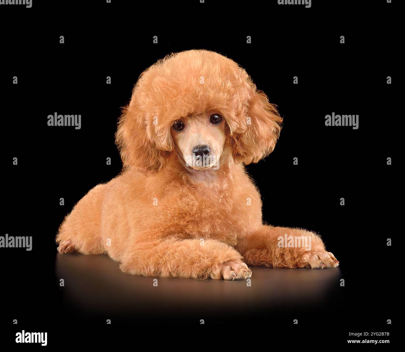 Petit chiot de caniche rouge drôle isolé sur fond noir Banque D'Images