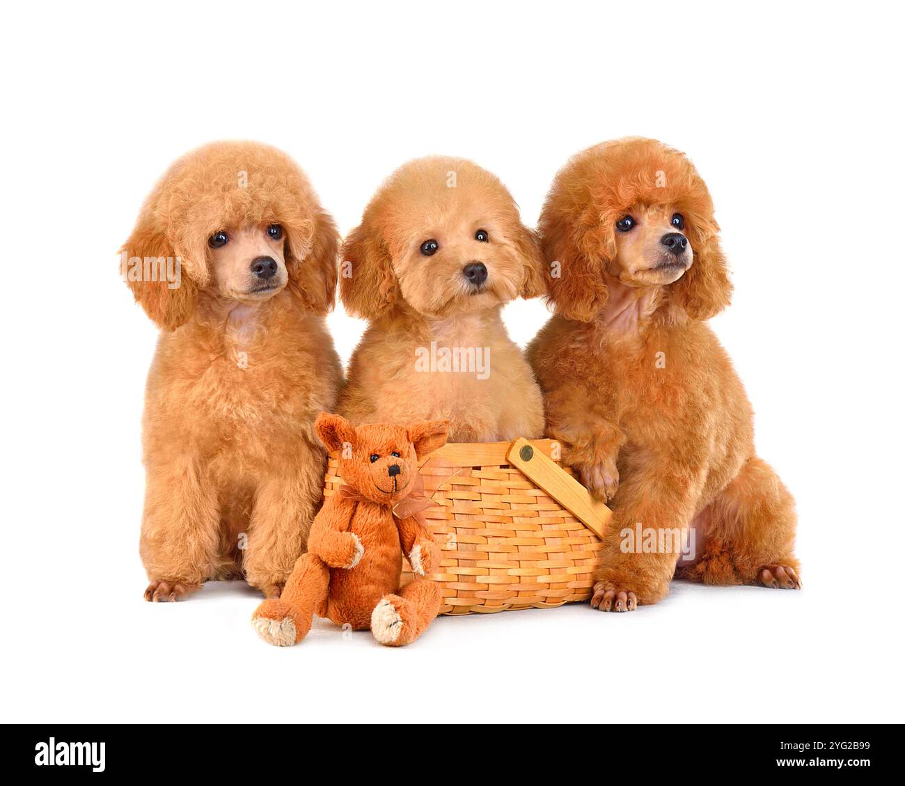 Trois jouets rouges drôles de caniche puppys assis sur fond blanc, un dans un panier Banque D'Images