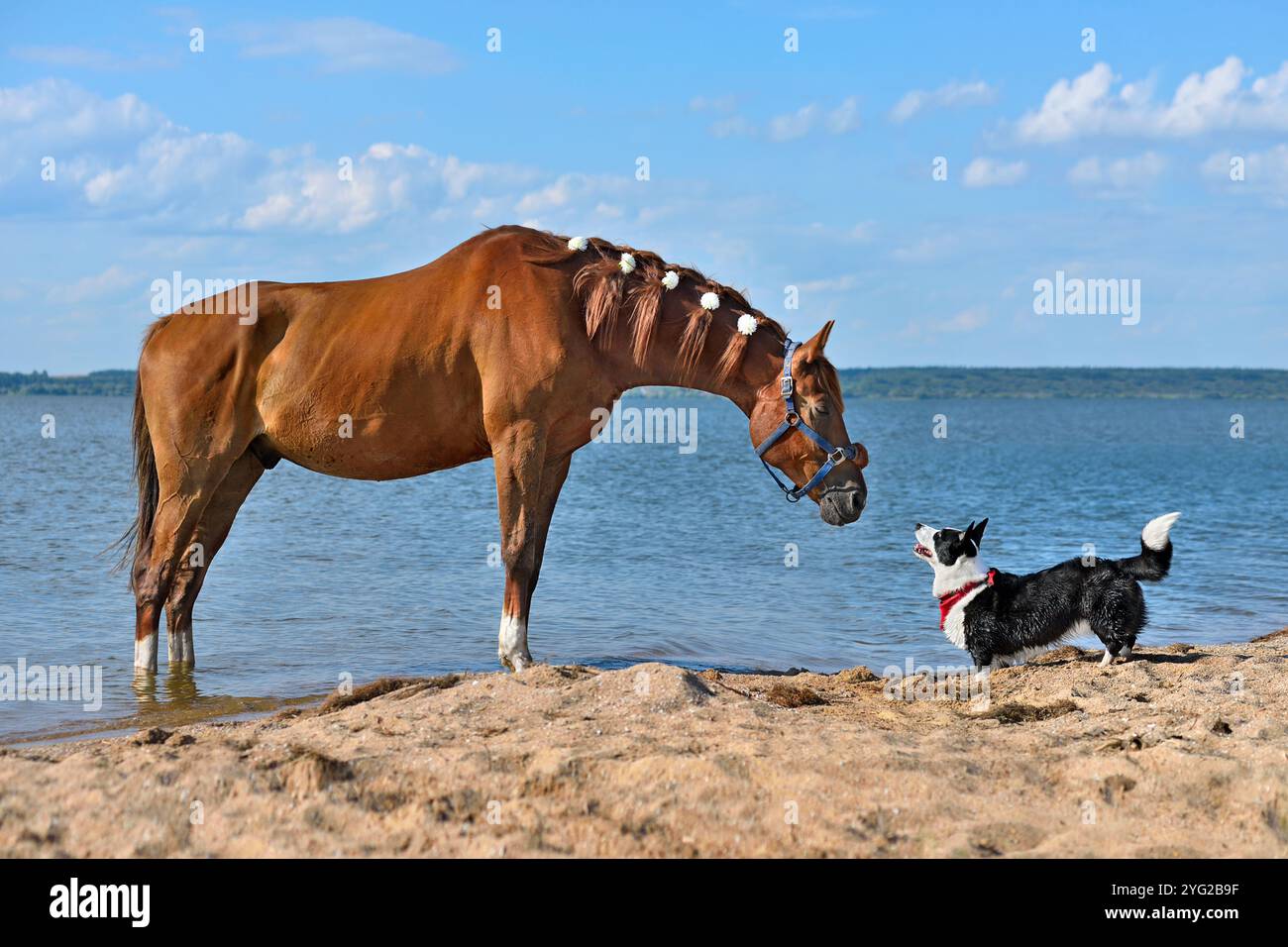 Cheval rouge et mignon Welsh Corgi Cardigan debout par le fond du lac et regardant l'un vers l'autre Banque D'Images