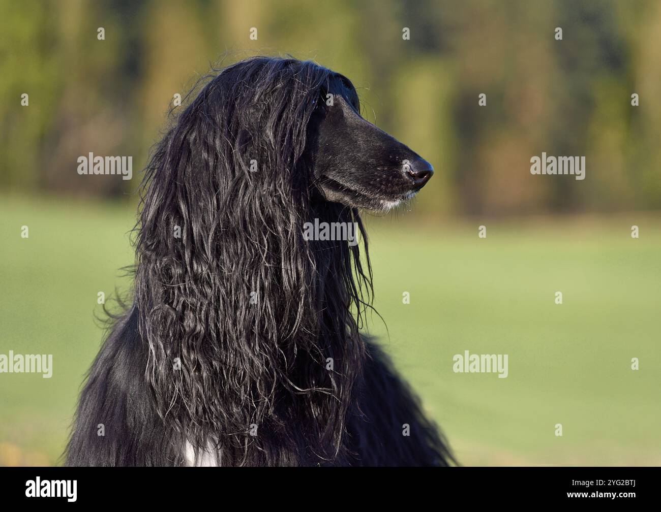 Portrait de chien noir afghan Hound sur fond de nature verte Banque D'Images