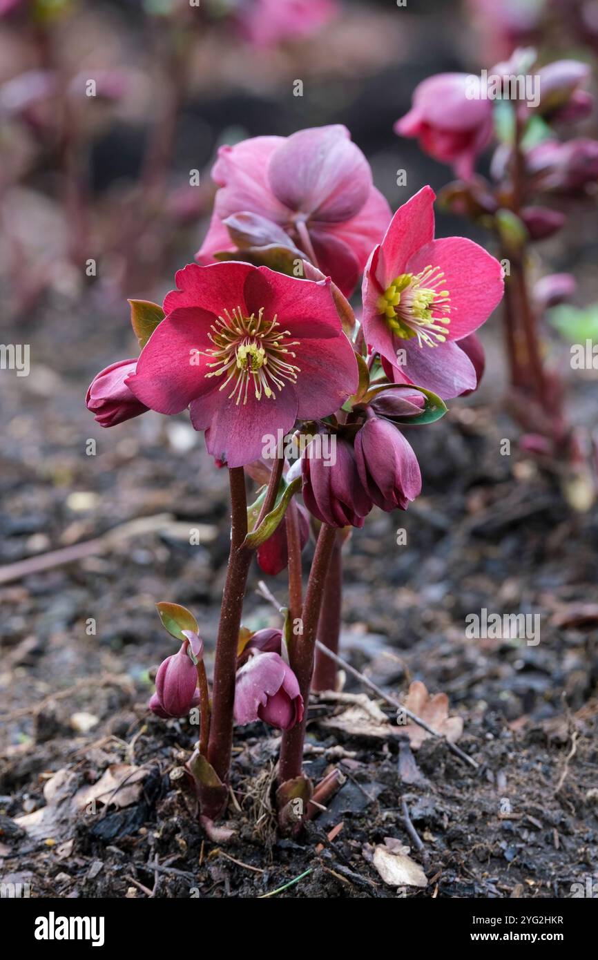 Helleborus Ice n' Roses Red, Helleborus Coseh 4100, hellebore Ice n' Roses Red, fleurs rondes, rouge foncé, étamines jaune crème en hiver Banque D'Images