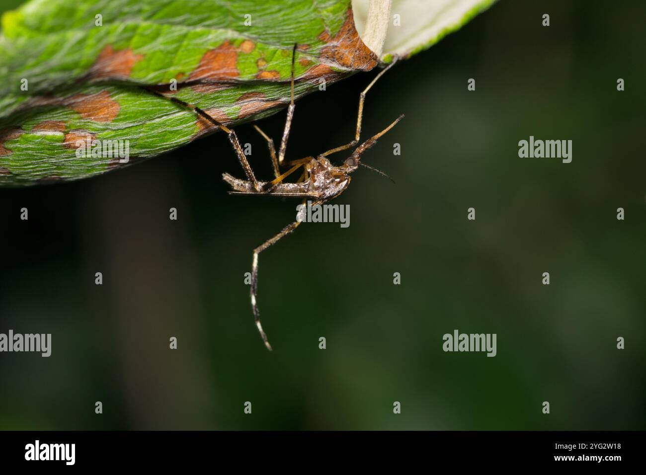 Moustique Psorophora howardii insecte nature virus du Nil occidental fièvre de la rivière Ross paludisme Zika. Banque D'Images