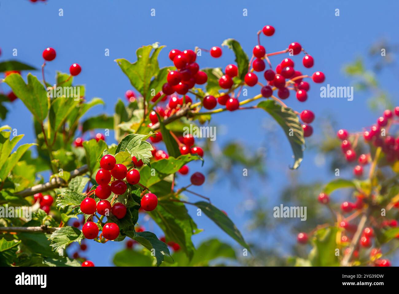 Viburnum ordinaire , ou Viburnum rouge Viburnum opulus est une plante ligneuse à feuilles caduques en automne. Banque D'Images