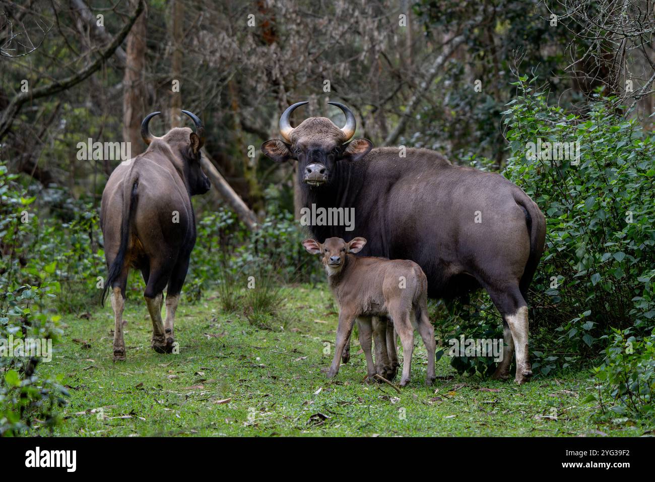 Confiant et en sécurité avec sa mère à ses côtés, ce veau indien gaur est prêt à relever tous les défis qui se présentent à lui. Le gaur aka Indian Bison. Banque D'Images