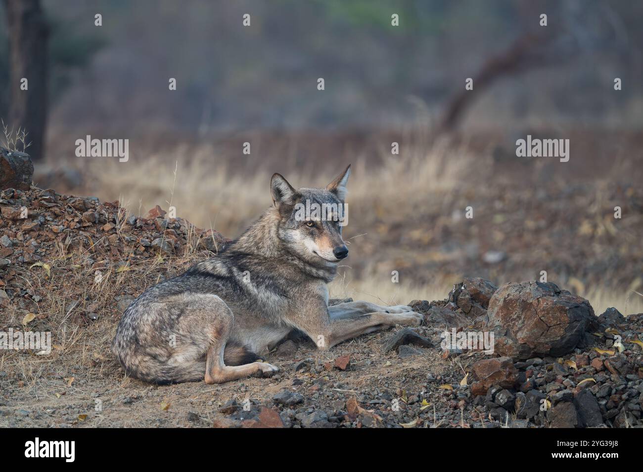 Le loup gris indien (Canis lupus pallipes) est une sous-espèce du loup gris. Le loup est l'une des populations de loups gris les plus menacées au monde. Banque D'Images