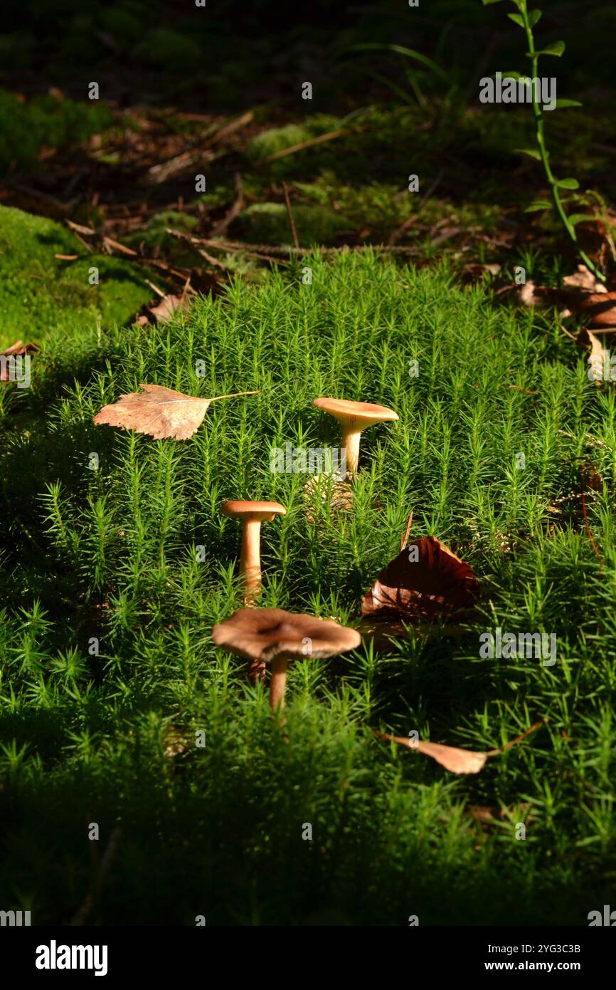'Champignons forestiers poussant sur de la mousse avec des feuilles d'automne.' Banque D'Images