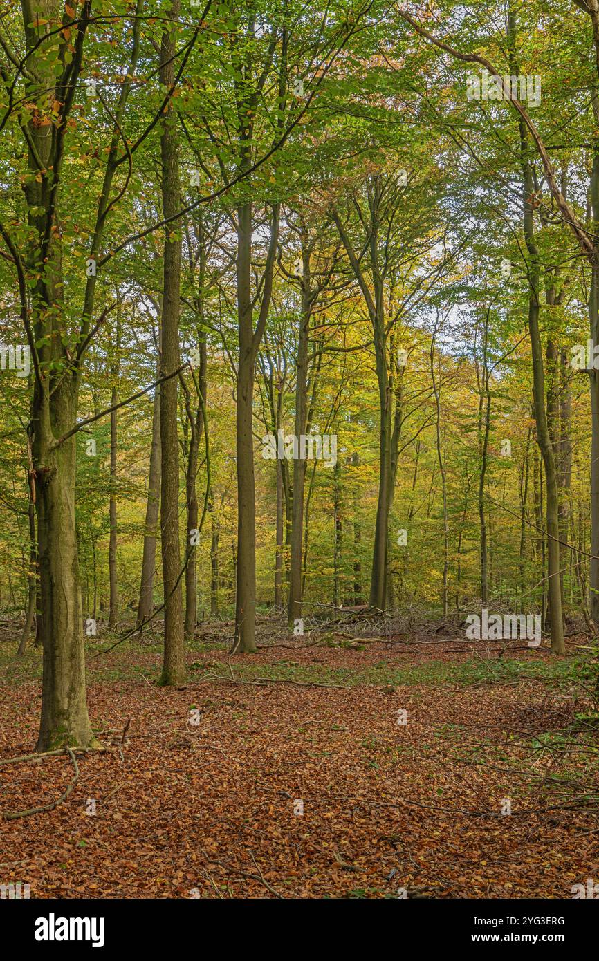 Une clairière dans la forêt avec des couleurs d'automne vibrantes dans la forêt de Buggenhout Banque D'Images