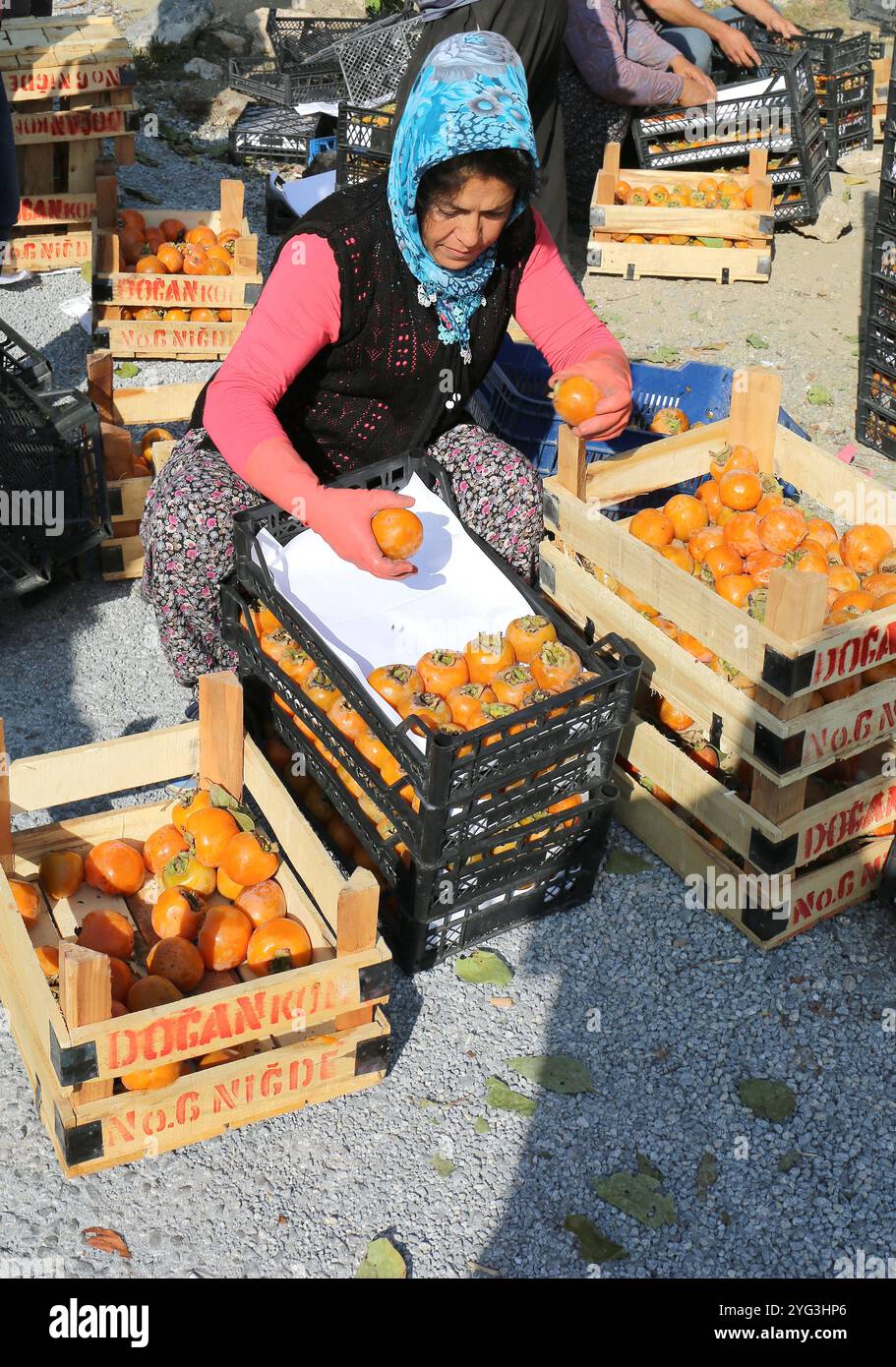 POZANTI, ADANA, TURQUIE-30 OCTOBRE 2016 : femme ouvrière non identifiée boxant des kaki fraîchement cueillis prêts pour le marché à vendre Banque D'Images