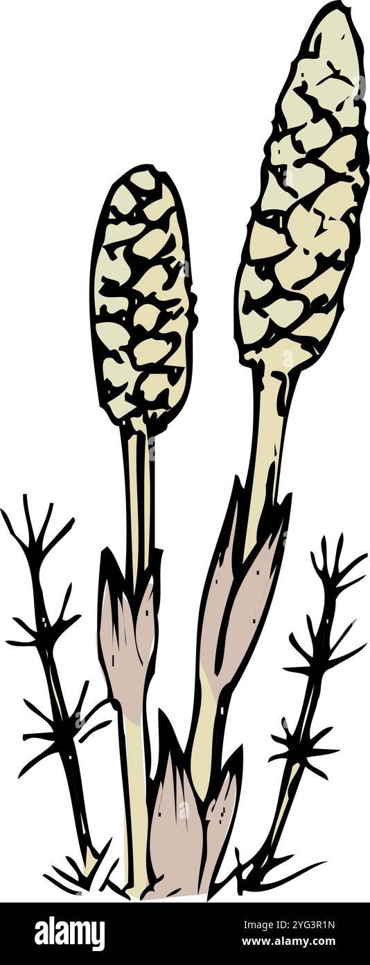 Tsukushi Banque D'Images