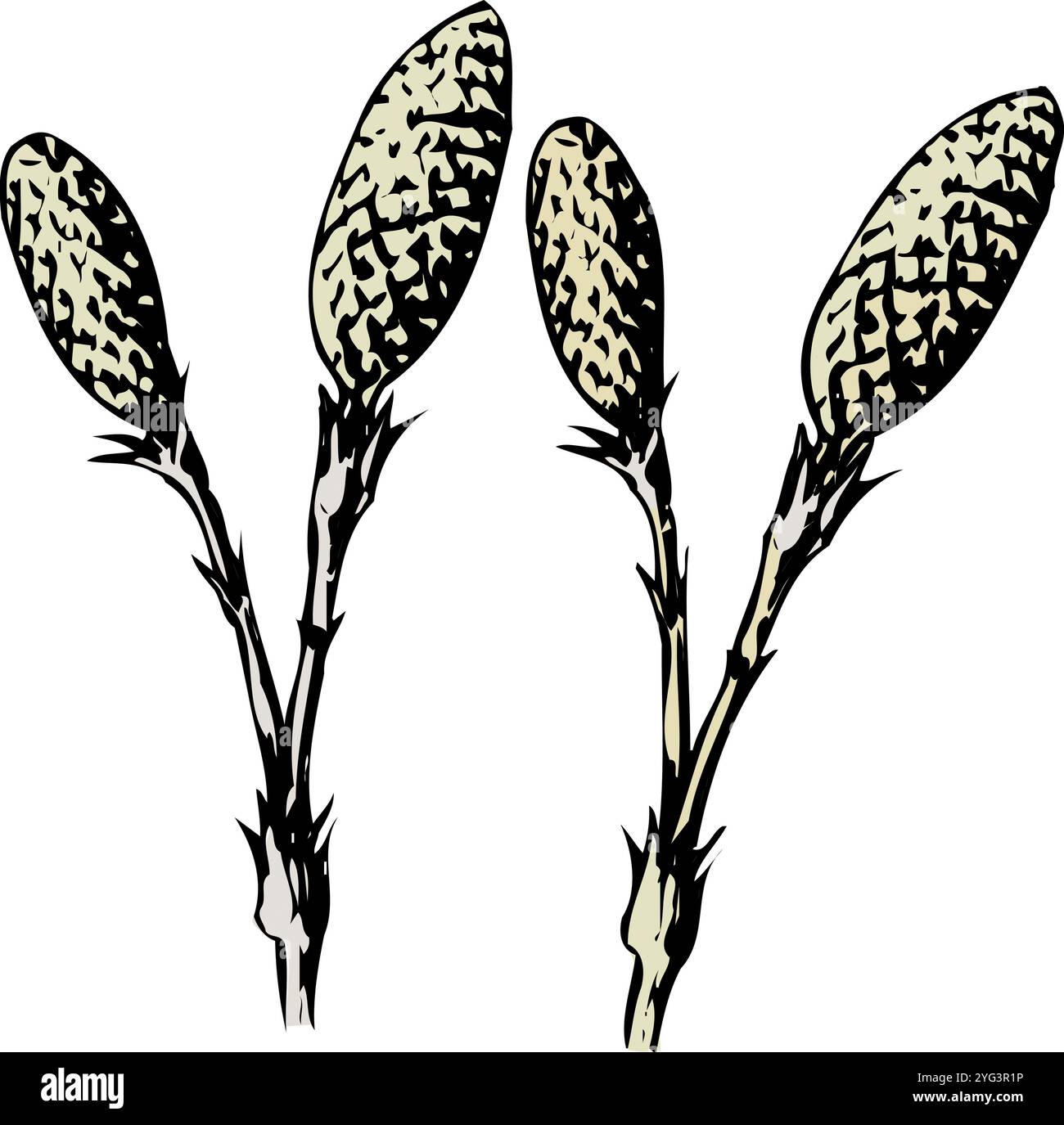 Tsukushi Banque D'Images