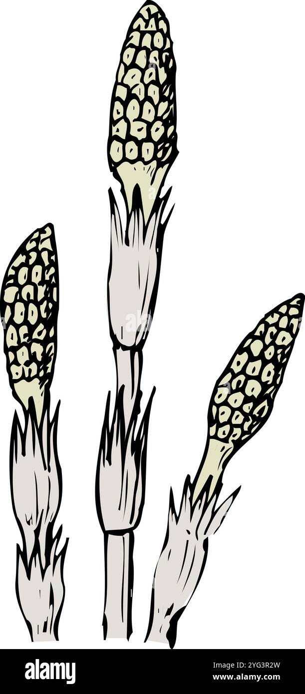 Tsukushi Banque D'Images