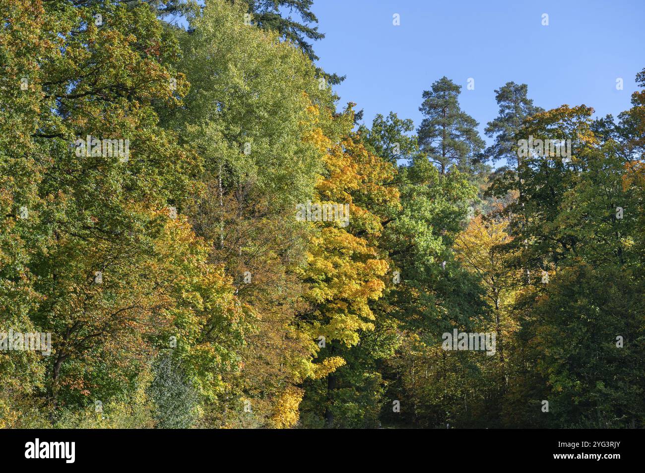 Forêt mixte aux couleurs de l'automne, Bavière, Allemagne, Europe Banque D'Images