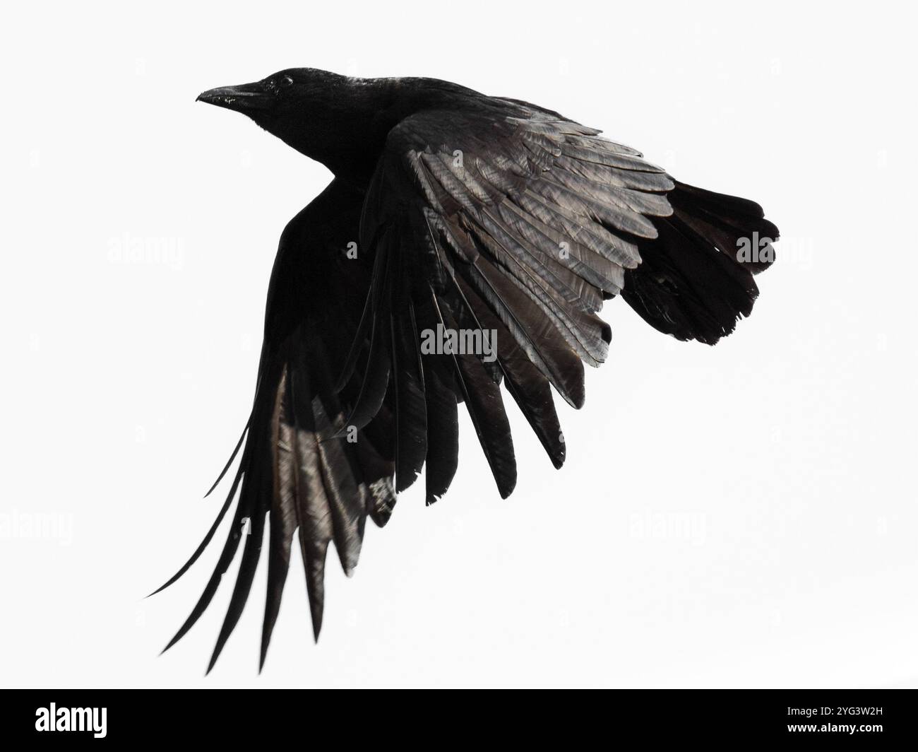 Silhouette d'un corbeau en vol sur fond blanc Banque D'Images