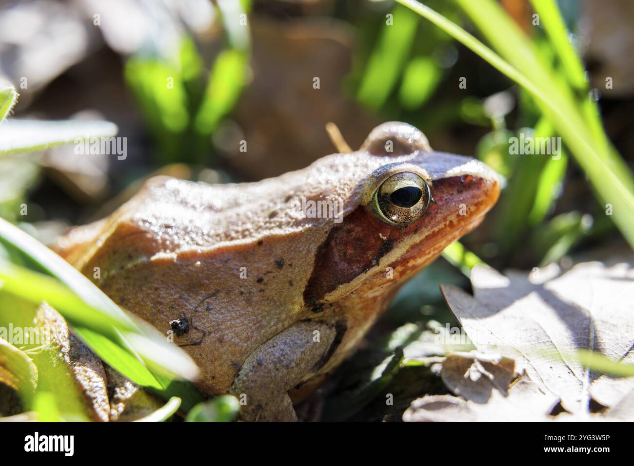 Gros plan d'une grenouille commune (Rana temporaria) dans l'herbe, entourée de soleil et de feuilles, Bodanruecken, Allensbach, Lac de Constance, Bade-Wuerttemb Banque D'Images