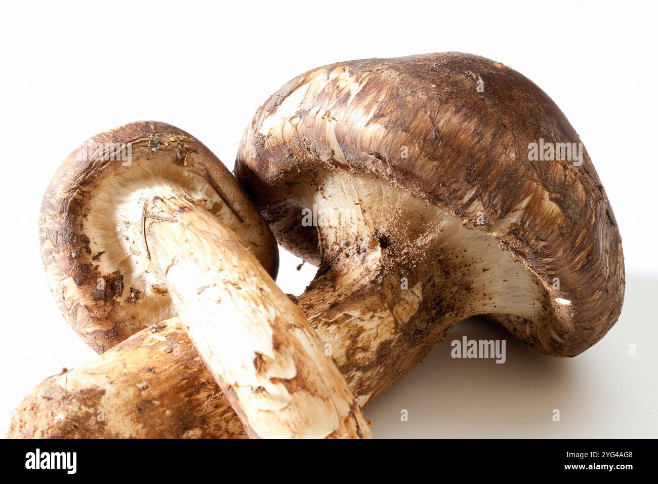 Champignons Matsutake dans un sac blanc Banque D'Images