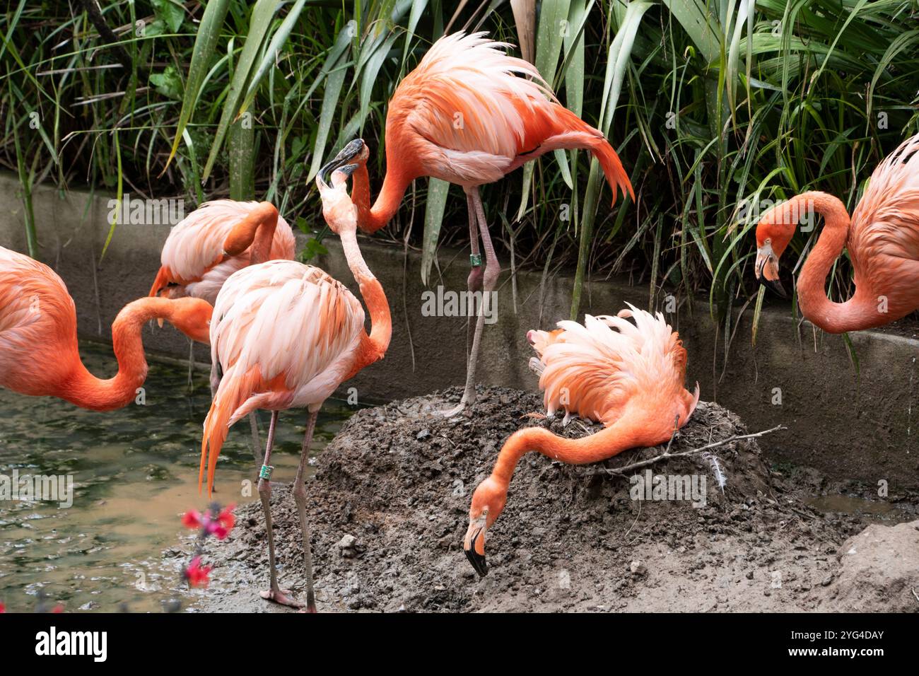 Deux Flamingos roses se querellent et les becs fesses ignorés par le reste du troupeau. En captivité à Cornwall, Royaume-Uni Banque D'Images