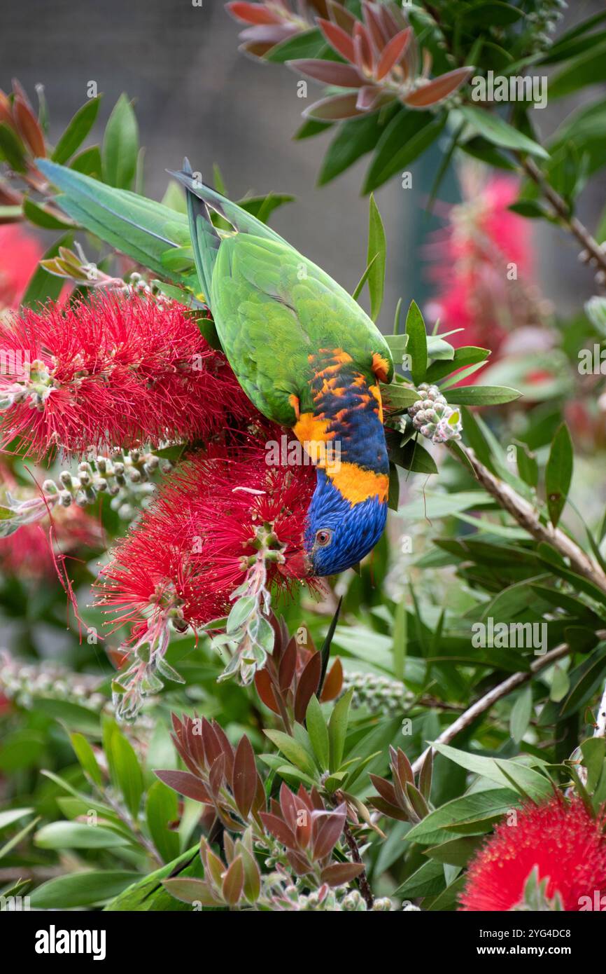 Un lorikeet coloré se nourrit de fleurs rouges, Cornwall, Royaume-Uni Banque D'Images