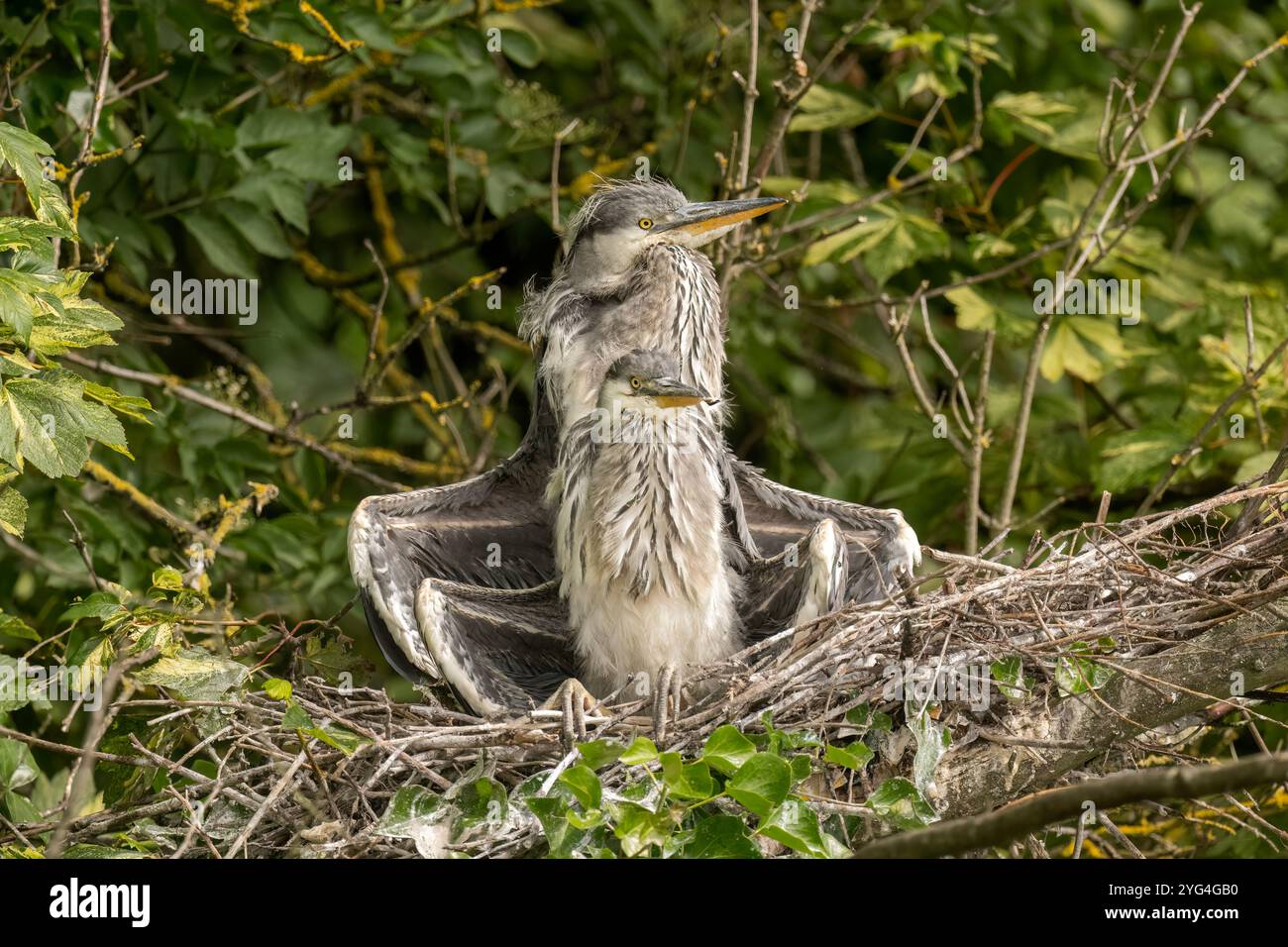 poussins de héron gris assis ensemble avec des ailes ouvertes dans leur nid Banque D'Images