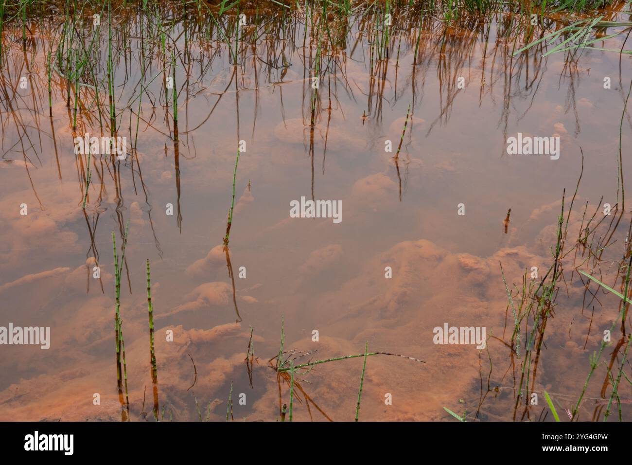 Prêle d'eau poussant dans un fossé avec infiltration d'eau souterraine riche en fer, formant oxyde de fer rouge-orange et hydroxyde dans la boue et l'eau Banque D'Images