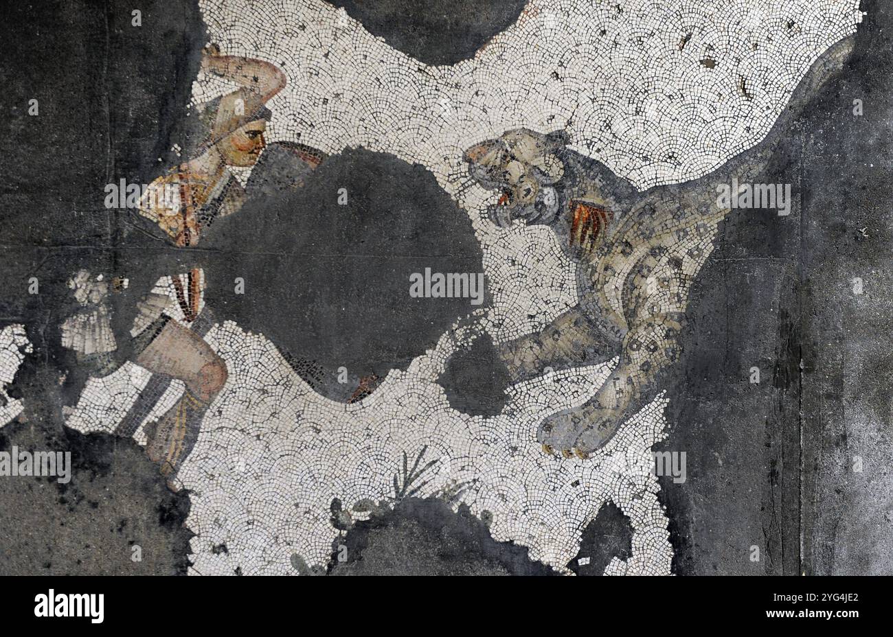 Mosaïque qui décorait le trottoir d'une cour péristyle, dans l'ancien palais de l'Empire byzantin, construit par ordre de Constantin (IVe siècle), connu sous le nom de Grand Palais de Constantinople. Hall sud-ouest. La chasse aux léopards. Daté des IVe-vie siècles. Musée de la mosaïque du Grand Palais (Büyük Saray Mozaikleri Müzesi). Istanbul, Turquie. Banque D'Images