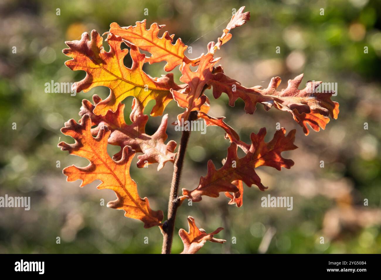 Feuilles de chêne éclairées en plaçant le soleil d'automne en gros plan comme fond naturel Banque D'Images