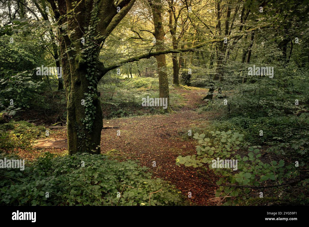 L'ancienne forêt atmosphérique de Draynes Wood sur Bodmin Moor en Cornouailles au Royaume-Uni. Banque D'Images L'ancienne forêt atmosphérique de Draynes Wood sur Bodmin Moor en Cornouailles au Royaume-Uni. Banque D'Images