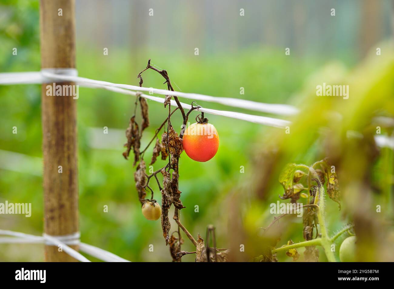 Tomate cerise mûre dans une plante de tomate morte, jardin potager en ruine, échec de la récolte, feuilles et plantes de tomate assèchent, maladies des plantes de tomate Banque D'Images