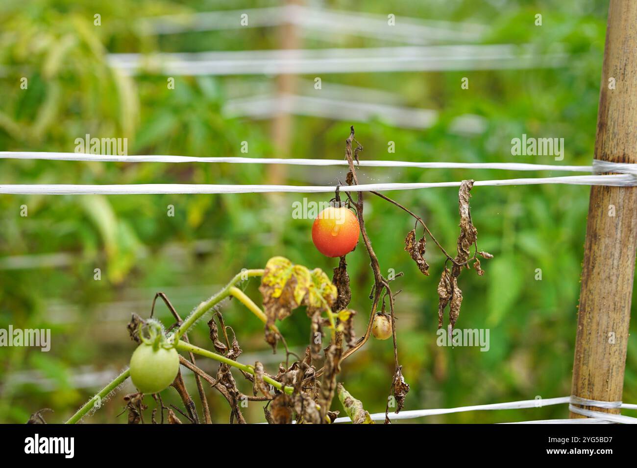 Tomates mûres et non mûres dans la serre, potager en ruine, tomates n'ont pas réussi à récolter, tomates assèchent, maladies des tomates Banque D'Images