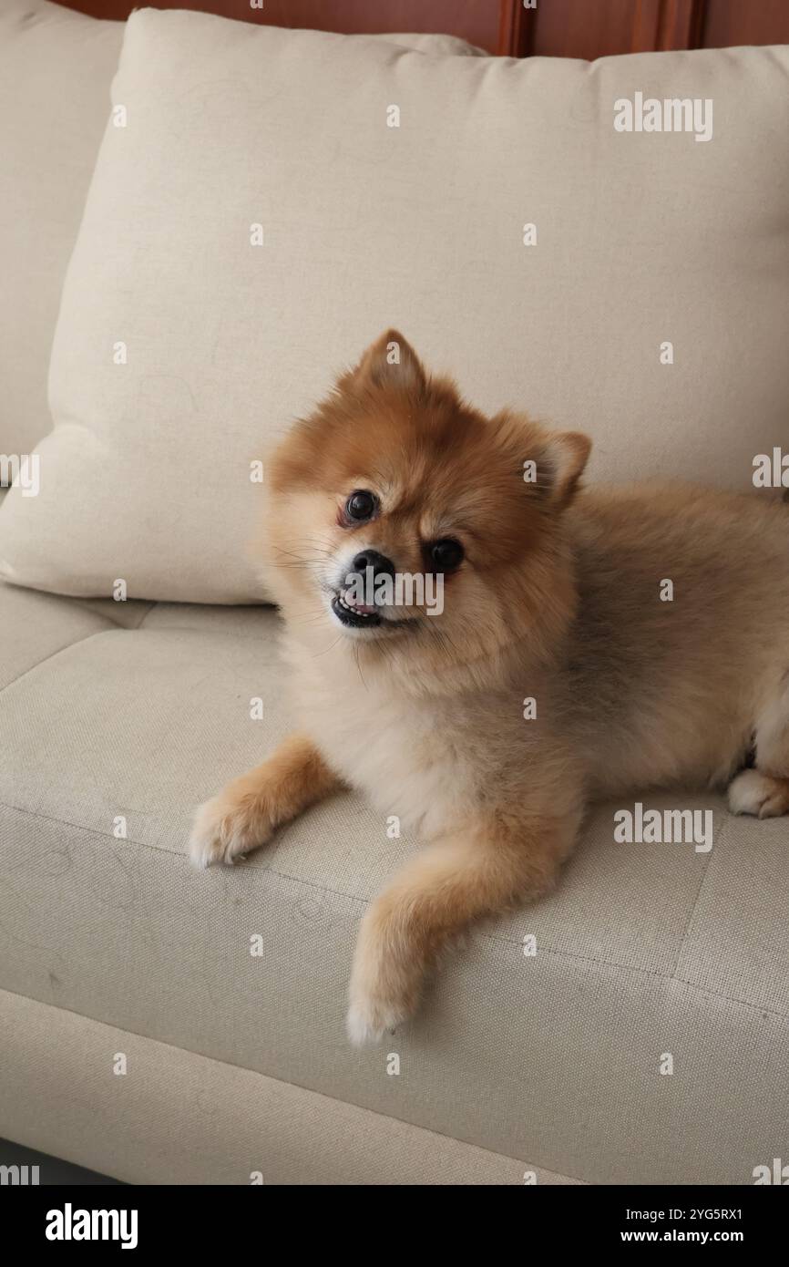 Un chien très vilain mais heureux Banque D'Images