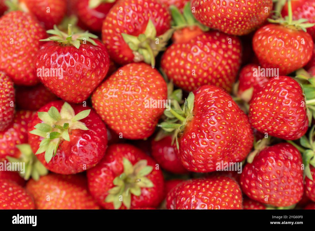 Fraises rouges mûres en gros plan le jour ensoleillé. Concept de fond de fruit frais. Vue de dessus Banque D'Images