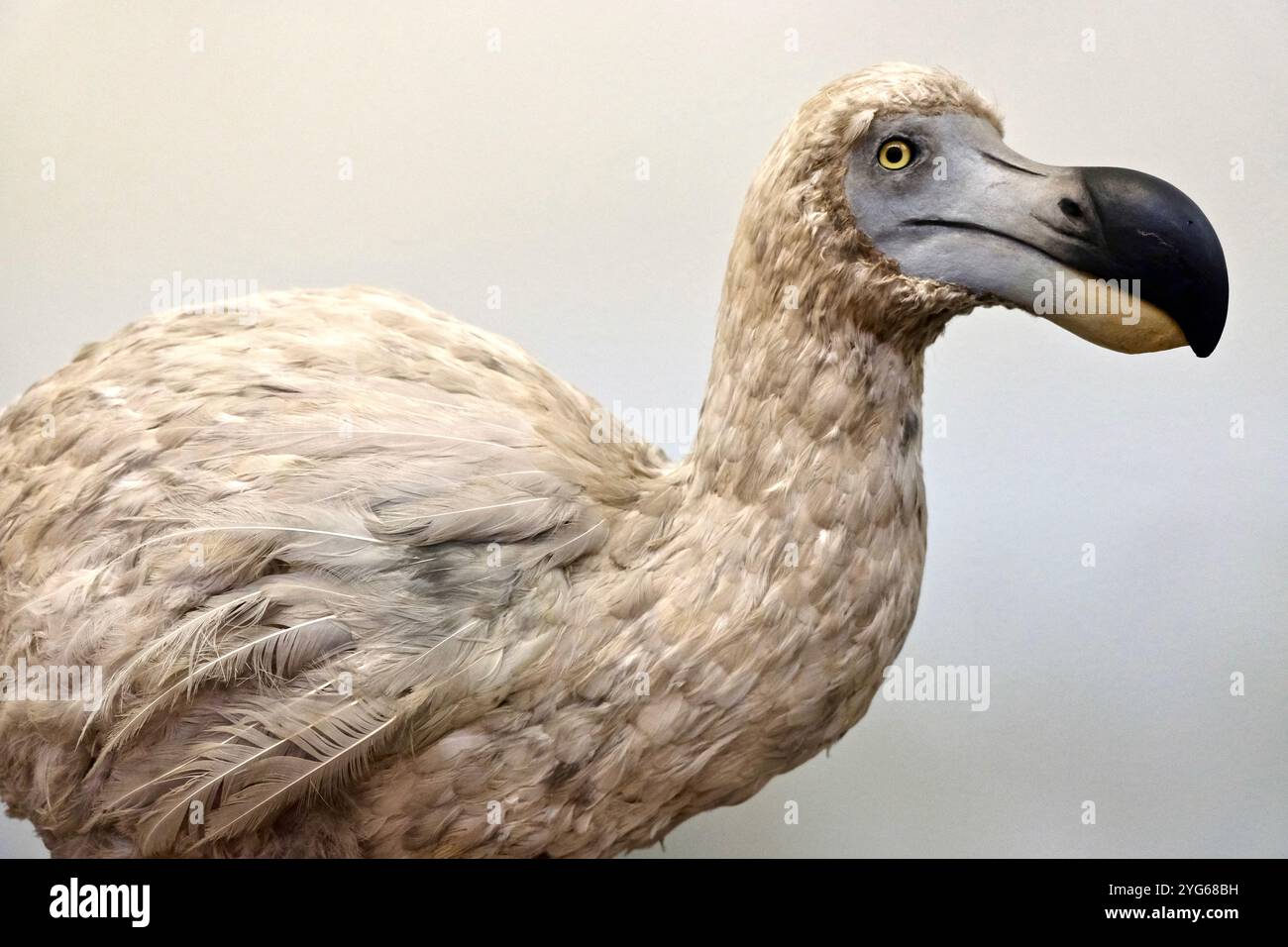 Un modèle rembourré d'un dodo blanc au Natural History Museum de Londres, un faux composite de l'époque victorienne tardive fabriqué à partir de parties d'autres oiseaux. Banque D'Images