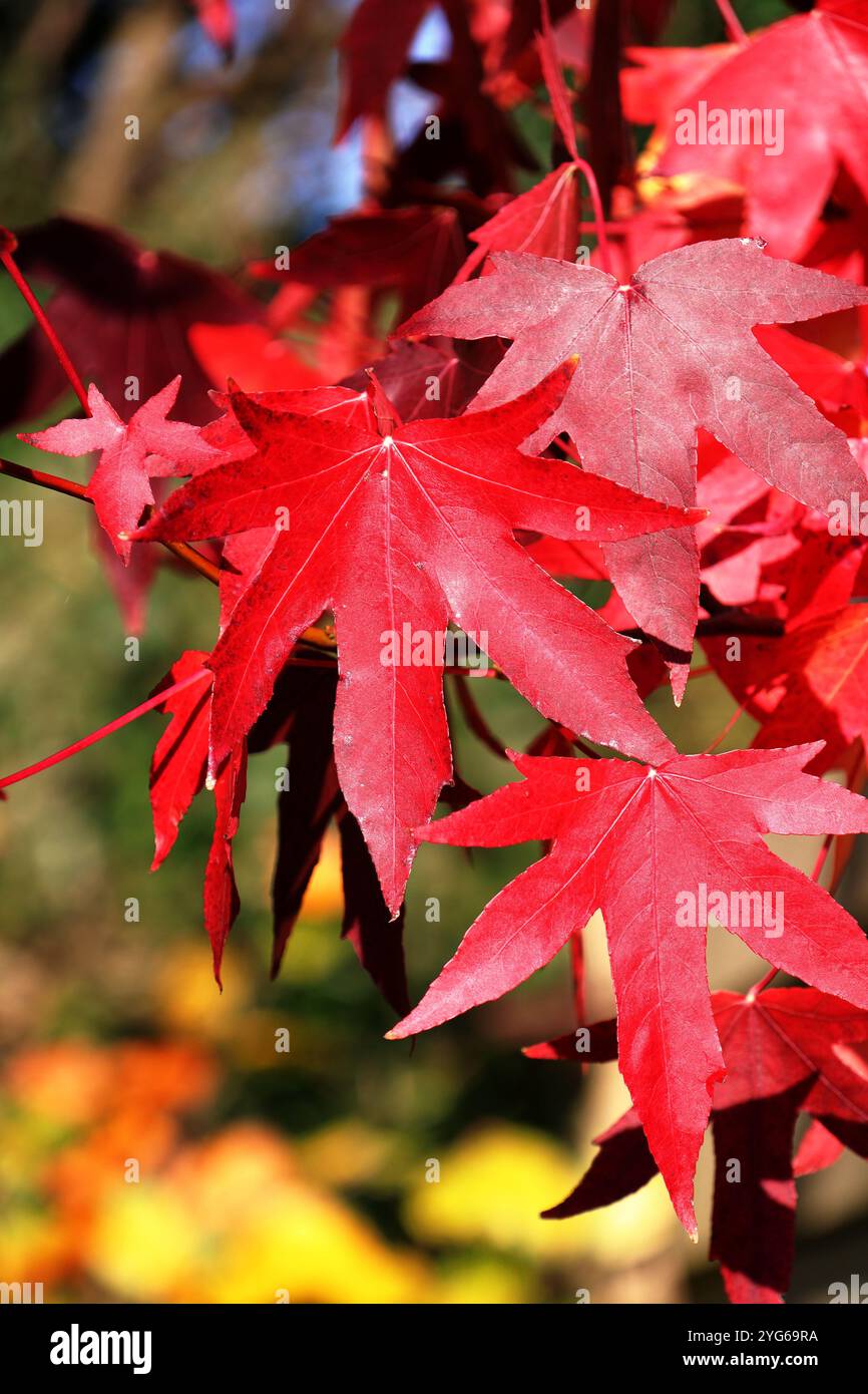 Gros plan d'une feuille d'Acer aux couleurs rouge vif automne Banque D'Images