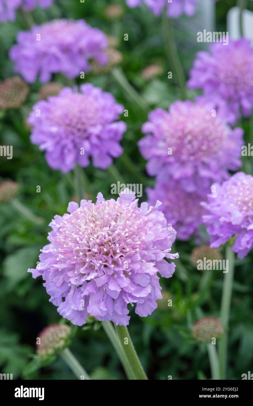 Scabiosa Butterfly Blue, Shabious Butterfly Blue, bleu pâle, fleurs en coussin d'épingle Banque D'Images