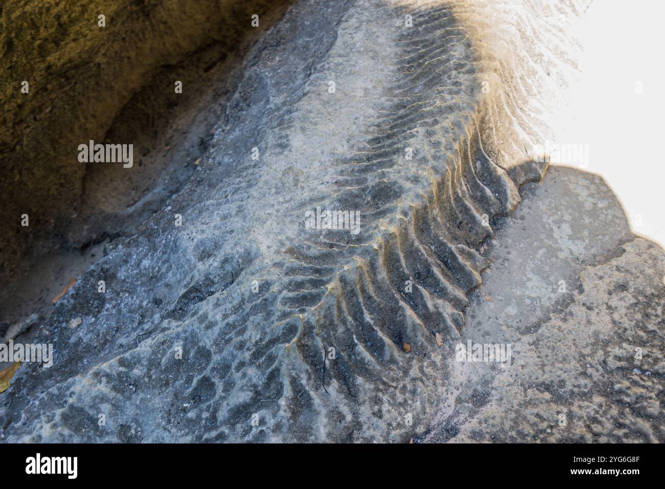 Gros plan d'un détail d'une empreinte fossilisée sur une roche de grès ...