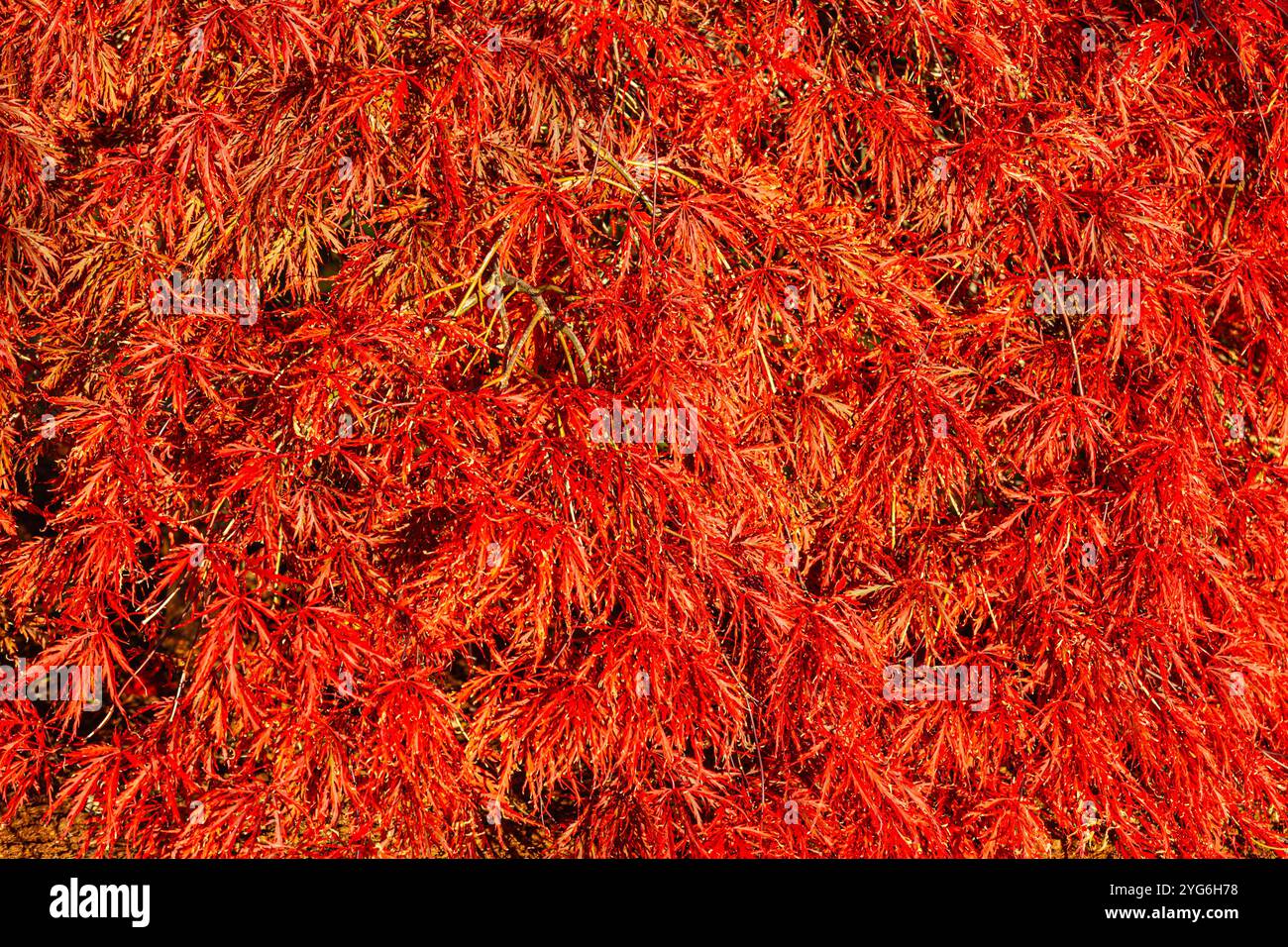 Image abstraite de feuilles d'érable japonaises dans la saison d'automne. Banque D'Images