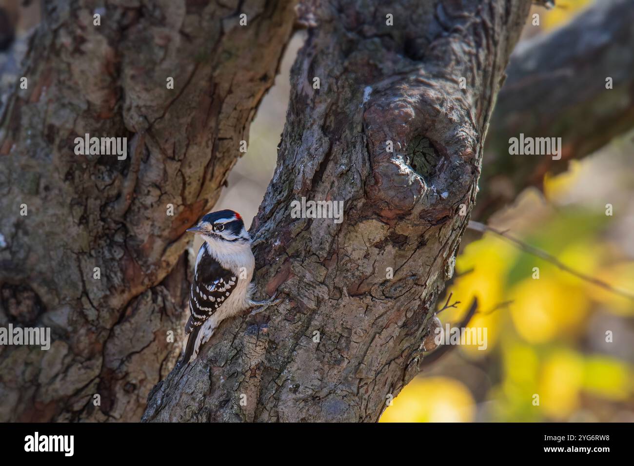 Małe le pic duveteux s'accroche à un arbre Banque D'Images