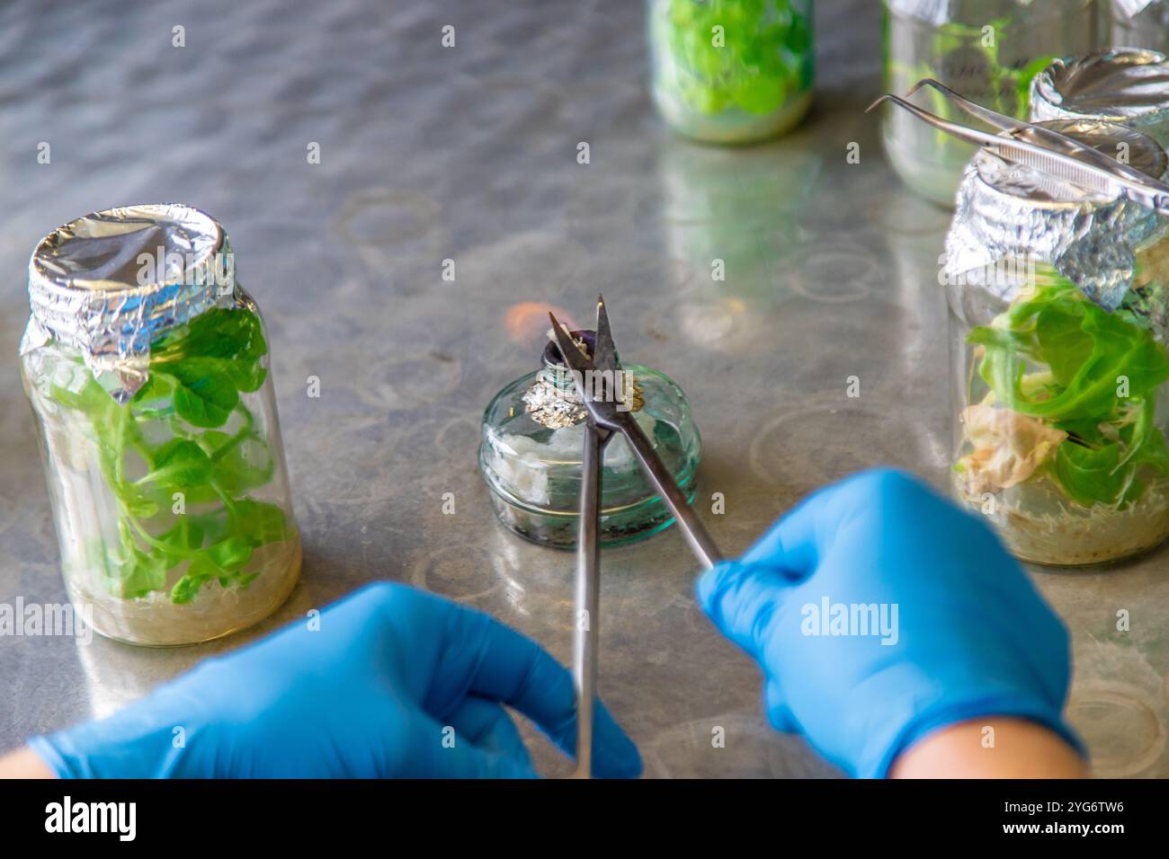 bocaux de laboratoire avec des plantes. Mise au point sélective. Les gens. Banque D'Images