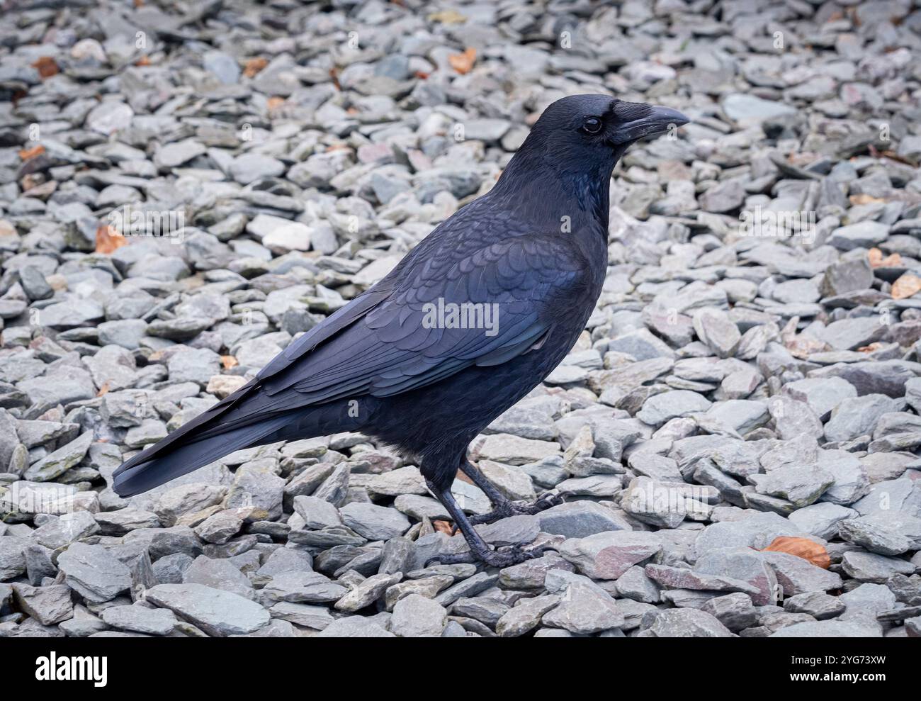 Corbeau debout sur des gravillons d'ardoise. ROYAUME-UNI Banque D'Images