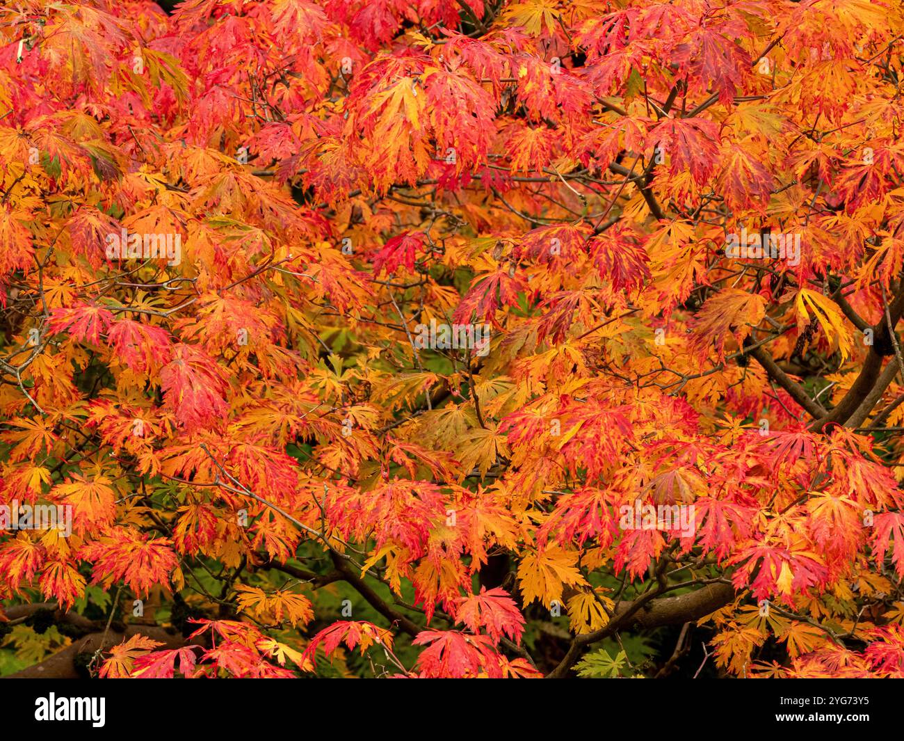 Feuilles de couleur ambre et rouge de l'arbre Acer palmatum, en automne. Banque D'Images