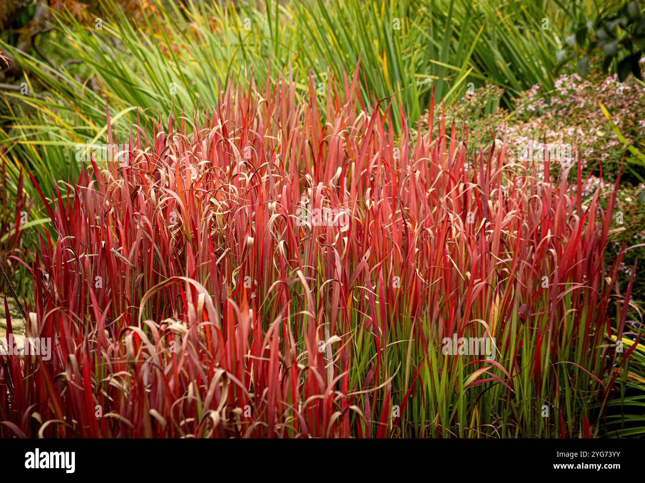 Imperata cylindrica 'Rubra' communément appelé herbe sanguine japonaise poussant dans un jardin britannique Banque D'Images