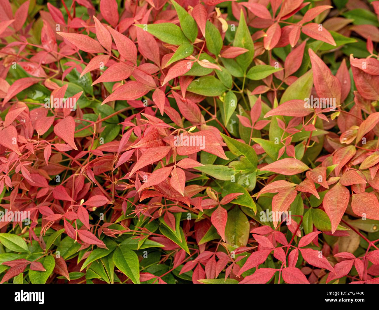 Nandina domestica bambou céleste, également connu sous le nom de bambou sacré chinois ou bambou sacré. Banque D'Images