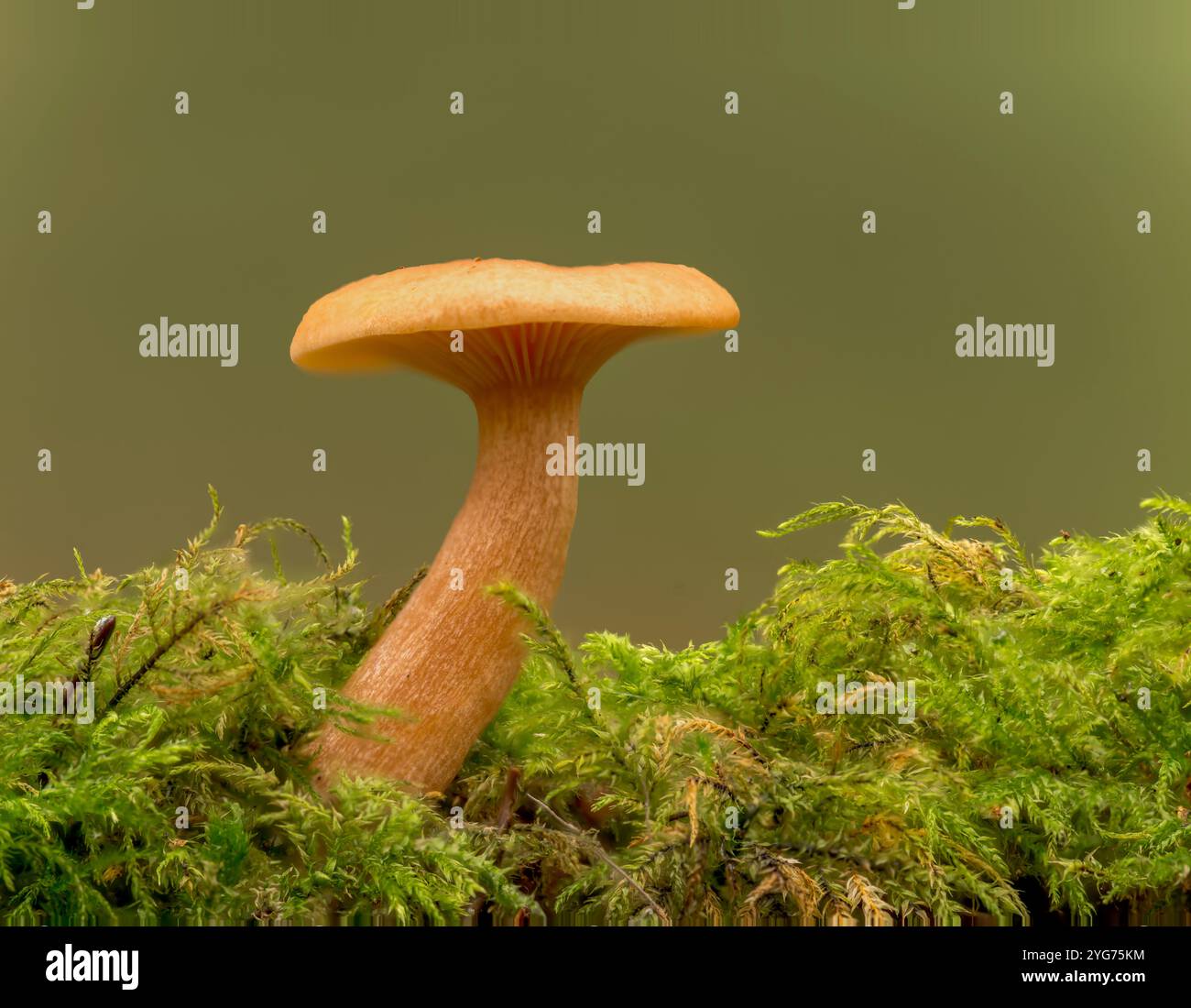Faux champignon Chanterelle, Hygrophoropsis aurantiaca, Felbrigg, Norfolk, Royaume-Uni, 2 novembre 2024 Banque D'Images